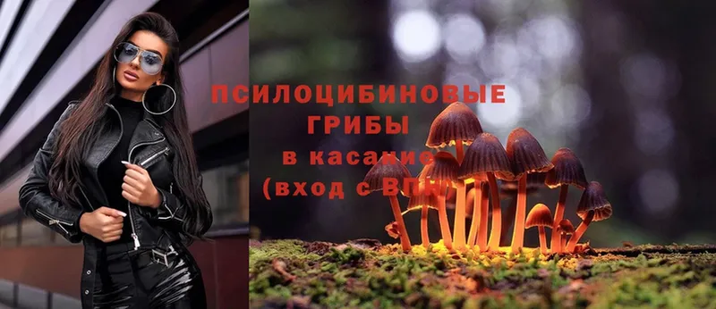 Псилоцибиновые грибы Psilocybe  Заполярный 